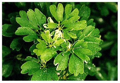 ������// Schefflera arboricola Hayata/ ����:/ �����㡢�ű��š������Y/ 