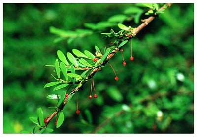 ����Ҷ����// Phyllanthus myrtifolius Moon/ ����:/ �ҽ���Ҷ����/ 