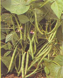 �˶�(B�ļ���)2