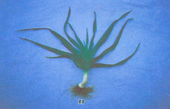 ��(�´�)ֲ��