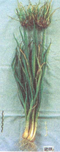 ��(��צ��,¥��)/��(��צ��) 