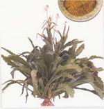 ���(�ӽ��) 