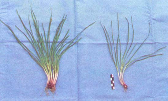 �²ˣ��־£�