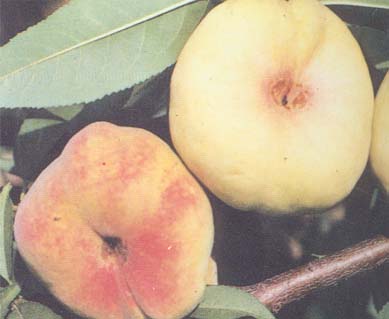 ��(���)������