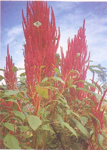 ��(������)