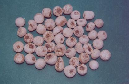 ������/���۰��ģ�������ġ�