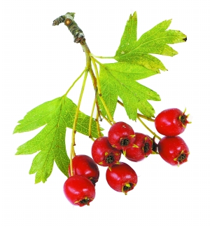 ҩ�����û�ɽ�