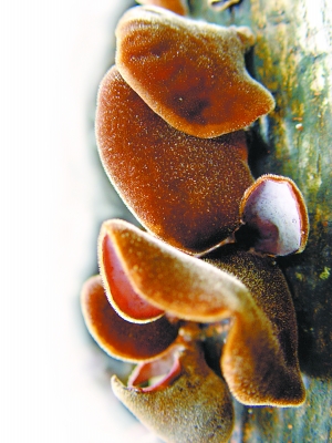 ľ�� ��������ҩ