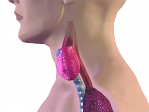 ��״�ٰ� ͵Ϯ����