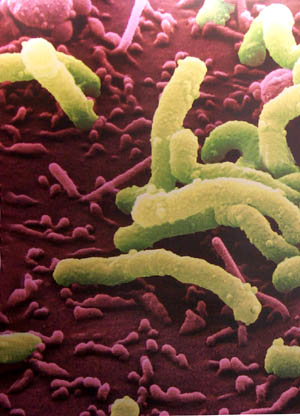 /���������˾����θ����