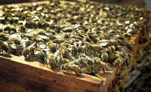 �۷�Ⱦ�Ȯ�� ����ѧ��ѵ���۷������׸���