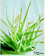 芦荟保健奥妙多