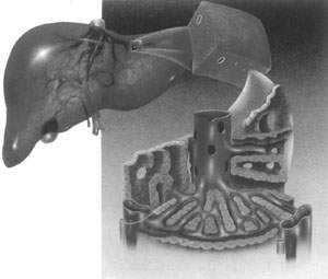 �����������ĸ���ֲ��������