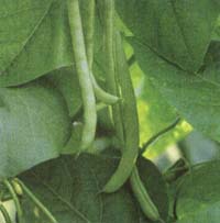 ���Աⶹ�ж��ķ�����