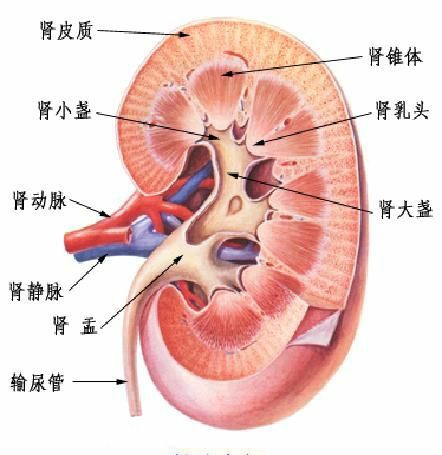 ��������ʳ�� �ܿ���������