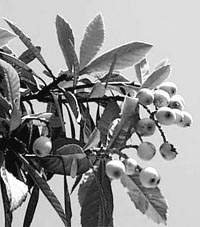 �ж���ҩ���ˣ�