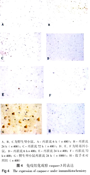 bck-xkԹеıüϸɫCcaspase-3ıо