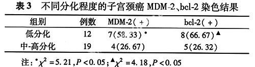 MDM-2bck-2ӹеıＰ