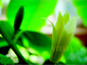 �����ġ���Ů�˻�����