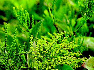 �����ġ���Ů�˻�����