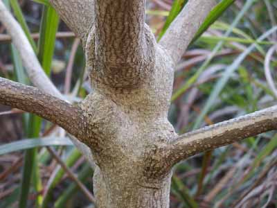 ѻ����Brucea  javanica