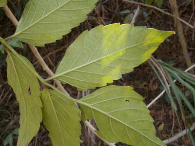 ѻ����Brucea  javanica