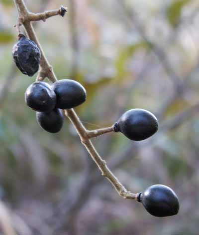 ѻ����Brucea  javanica