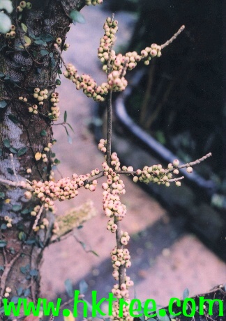 �Ƹ���/��Ҷ��