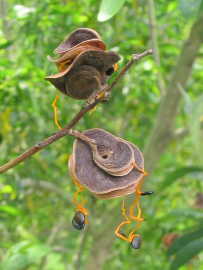 ������˼