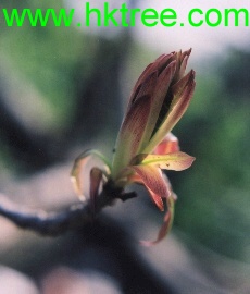 �Ƹ���/��Ҷ��