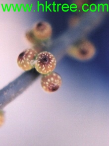 �Ƹ���/��Ҷ��