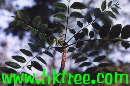 ���ϳ���