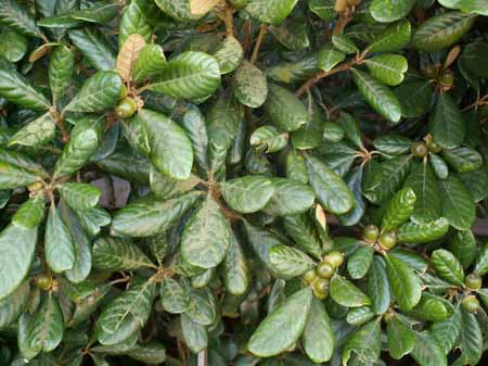 �Ʊ��ݣ��������