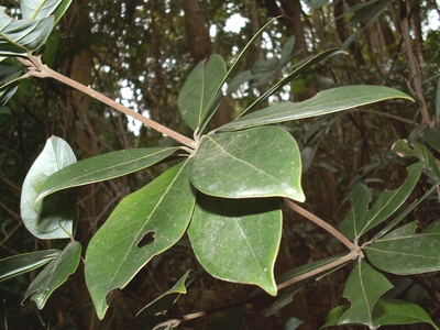 �����ľ����