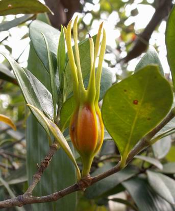 栀子Gardenia jasminoides