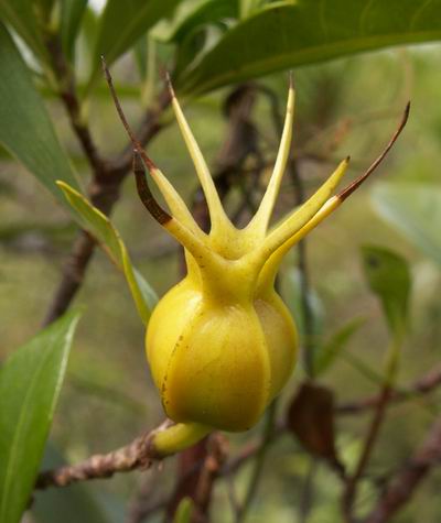 ����(��֪��)