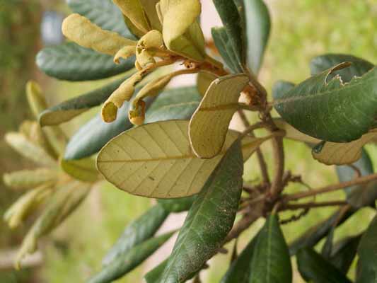 �Ʊ��ݣ��������