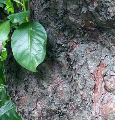 ��Ҷ�ƻ���