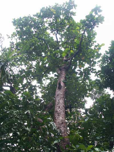 ��Ҷ�ƻ���