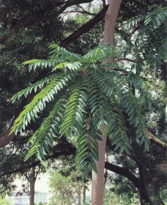 ���ϳ���