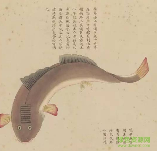 清宫海错图 pdf下载-故宫海错图电子版下载