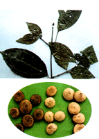 中药马钱子的炮制方法