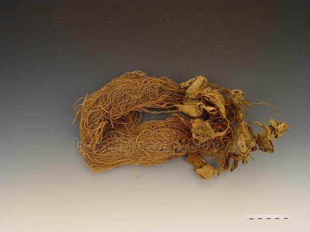  汉城细辛/华细辛/小辛/细草/独叶草/金盆草/山人参/Radix et Rhizoma Asari/Asarum heterotropoides Fr.Schmidt var.Mandshuricum (Maxim.)Kitag./Asarum sieboldii Miq.Var.Seoulens 