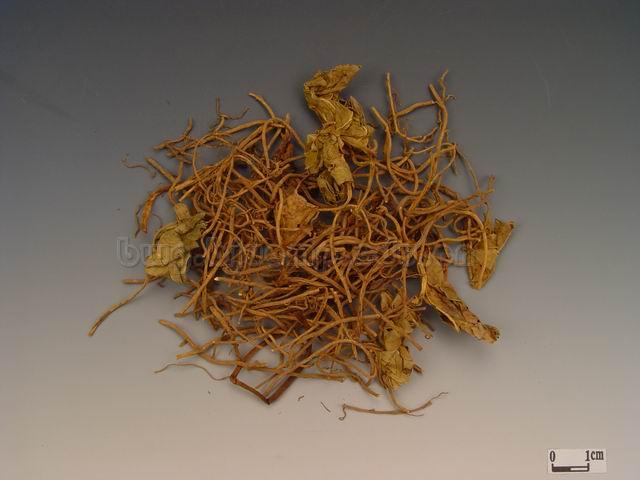  汉城细辛/华细辛/小辛/细草/独叶草/金盆草/山人参/Radix et Rhizoma Asari/Asarum heterotropoides Fr.Schmidt var.Mandshuricum (Maxim.)Kitag./Asarum sieboldii Miq.Var.Seoulens 