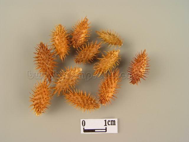 苍耳子/牛虱子/胡苍子/苍郎种/棉螳螂/Fructus Xanthii/Xanthium sibiricum Patr./苍耳子/炒苍耳子