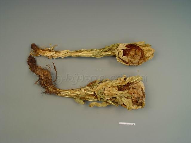  绵头雪莲花/雪莲/雪荷花/大拇花/大木花/Flos Saussureae/Saussurea laniceps aHand.-Mazz./ 