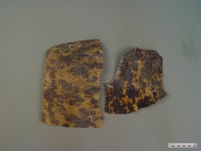 玳瑁/瑇瑁,瑇瑁甲/明玳瑁/文甲/Carapax Eretmochelydis/Eretmochelys imbricata(L.)/玳瑁