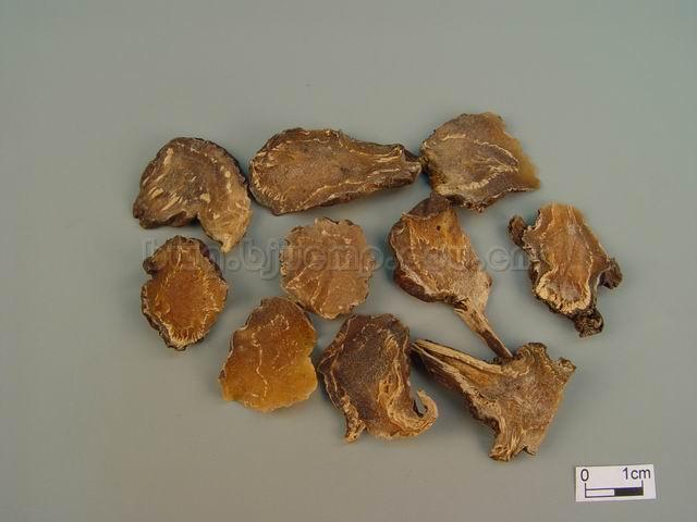 北乌头/乌头/独白草/土附子/竹节乌头/草乌头/Radix Aconiti Kusnezoffii/Aconitum kusnezoffii Reichb./草乌片/制草乌片