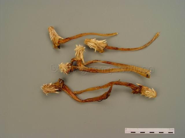 五步蛇/Testis et Penis Agkistrodon/Agkistrodon acutus (Günther)/