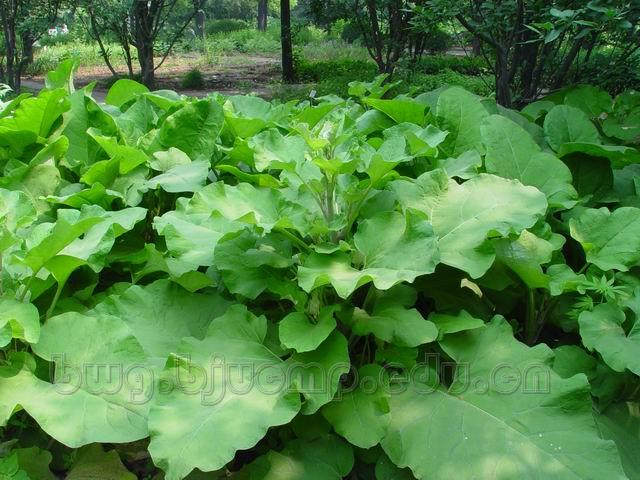 牛蒡/恶实/鼠粘子/大力子/牛子/Fructus Arctii/Arctium lappa L./牛蒡子